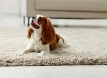 How to Eliminate Carpet Odors Quickly