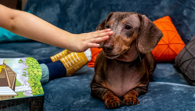 Pet Safe Carpet Cleaner Solution 